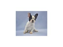 I am happy to announce the birth of my beautiful french bull dogs 2 girls 2 boys 💙 mum is our family pet and first time mum she's been doing really well we are so proud of her she's. French Bulldog Dog Male Black And White 2217322 Petland Jacksonville Florida