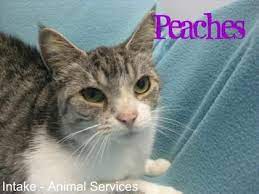 Adopt Hamilton Burlington Spca Adoption Information Cat Adoption Adoption