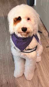 Why is my golden doodle overweight at 10 months old?