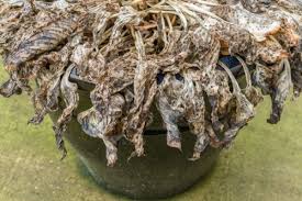 Jun 03, 2021 · hosta plants are a perennial favorite among gardeners. Potted Hostas Winter Care Pyracantha Co Uk