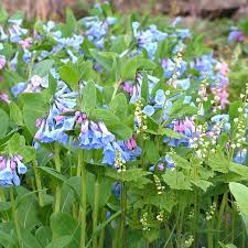 Search a wide range of information from across the web with dailyguides.com. Prairie Moon Nursery