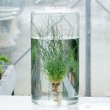 An indoor water garden gives the look and feel of a serene water feature. 26 Cool Indoor Water Garden Ideas For Best Indoor Garden Solution Indoor Water Garden Water Garden Plants Water Garden