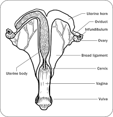 Anatomy, physiology and reproduction in the mare | ontario.ca