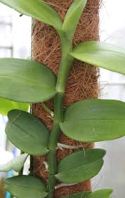 Image result for Angraecum infundibulare
