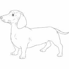 Black And White Dachshund Drawing Dachshund Drawing Dog Breeds List Dachshund Drawing Dachshund Art Dog Drawing