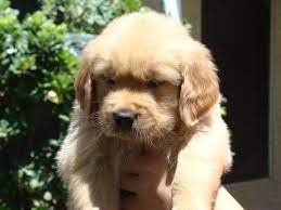 Golden retriever puppies for sale. Golden Retriever For Sale In Houston Texas Classified Americanlisted Com