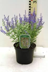 Image result for Perovskia atriplicifolia lacey blue photo