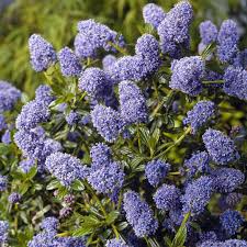 Winterharte Kubelpflanzen 20 Bewahrte Arten In 2020 Kubelpflanzen Pflanzen Kubelpflanzen Winterhart
