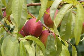 Apple trees also require full sun and soils that drain well. The 5 Top Fruit Trees For New Jersey Trees Unlimited