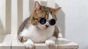 All orders are custom made and most ship worldwide within 24 hours. International Cat Day Fur The Love Of Cats Youtube