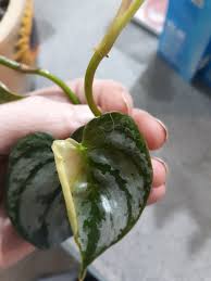 We did not find results for: Philodendron Brandtianum 677079 Ask Extension
