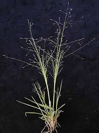 Image result for Panicum carneovaginatum