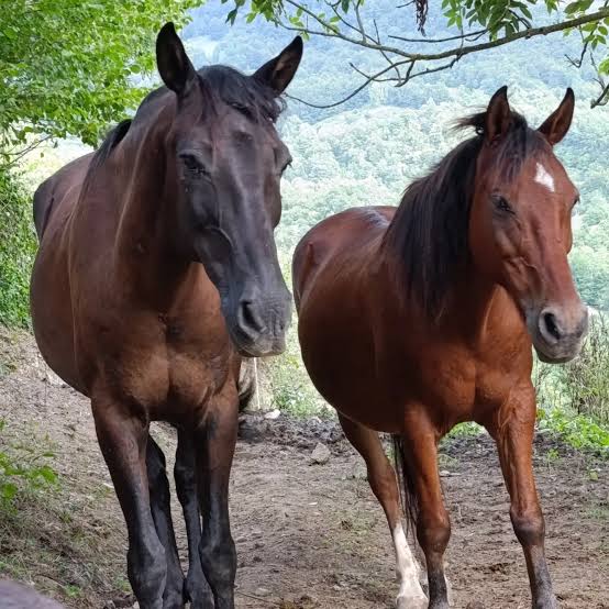 Brisco y Rayo dos caballos maestros...... Con su calma, su nobleza su forma de mirar nos enseñan mucho más que a montar nos enseñan a conectar 💚🐴🪶💜 #redesconcaballos #ParqueNaturalDeRedes #experien