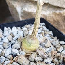 Image result for Raphionacme monteiroae