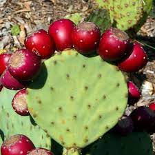 Comment savoir si votre kiwi porte des fleurs mâles ou femelles ? Figue De Barbarie Nopal Comment La Manger Quels Bienfaits