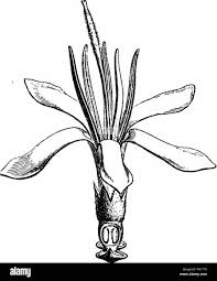 Image result for Belonophora