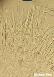 Image result for Russula mariae