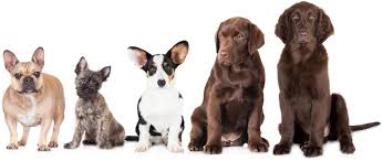 What Breed Is My Dog How To Identify Any Dog Breed All