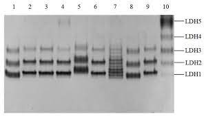 Ijms Free Full Text Cloning And Polymorphisms Of Yak Lactate Dehydrogenase B Gene Html