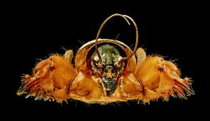 Maybe you would like to learn more about one of these? Gryllotalpa Gryllotalpa Wikipedia