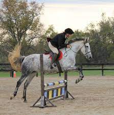 Maybe you would like to learn more about one of these? Friesian Sporthorse Info Origin History Pictures