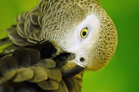 The cag prefers a little less chaos. African Grey Parrot Photograph By Cheryl Cencich