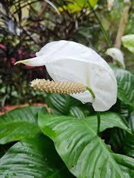 Image result for Spathiphyllum