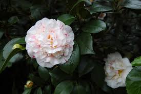 Camellia canker and dieback is a serious disease in the southeast and along the gulf coast where temperatures and humidity remain high throughout much of the year. Australia S First Camellia