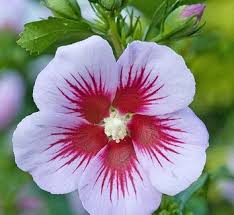 Image result for Hibiscus mutatus