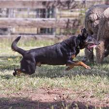 Check spelling or type a new query. Karana Kelpie Stud