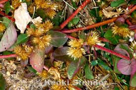 Image result for Alternanthera pungens