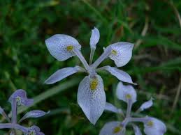 Image result for Moraea simulans