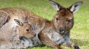 Check spelling or type a new query. Marsupial San Diego Zoo Animals Plants