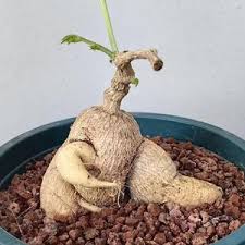 Image result for Coccinia sessilifolia