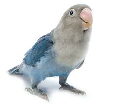 Lovebird Care Secrets Best Tips For Lovebird Care And Training Love Birds African Lovebirds Pets