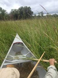 Naturally organic wild rice grown in northern minnesota and harvested by the white earth nation. Wild Rice Archives Sapsucker Farms