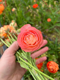 Image result for Ranunculus  cooleyae