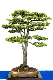 Pin Auf Bonsai Baume