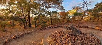 Image result for Lannea katangensis