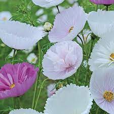 Cosmos Bipinnatus Cupcakes Seeds Thompson Morgan In 2020 Cosmos Flowers Flower Seeds Flower Farmer