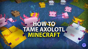 The collection is seperated into two databases: How To Tame Breed Axolotls In Minecraft 1 17 Caves Cliffs Update