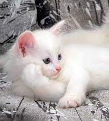 Nama ini memberikan kesan lucu, menggemaskan, dan imut sehingga. Foto Anak Kucing Anggora Asli Cute Baby Animals Cute Cats Animals Beautiful