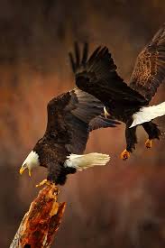 Eagle Birds Of Prey Animals F O Fabforgottennobility Bald Eagle Birds Eagles