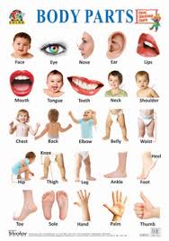 Tricolor Classic Educational Charts Body Parts