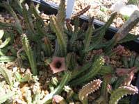 Image result for Orbea paradoxa