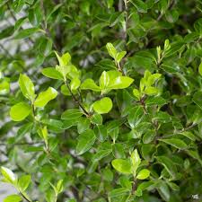 Image result for Pittosporum tenuifolium