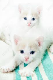 Like some human babies, all kittens are born with blue eyes that can change color later on. Funny Little White Kitten With Blue Eyes Stock Photo Picture And Royalty Free Image Image 13411193