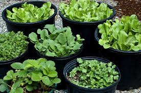 For example, 1 square foot of a vegetable garden can produce 4 heads of. Pot And Container Sizes For Growing Vegetable Crops Harvest To Table