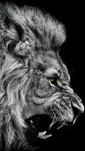 Download white lion wallpaper hd for android on aptoide right now! Pin On Macke