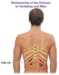 The thoracic cage, commonly called the rib cage, provides protection for the 2 lungs, heart, esophagus, diaphragm and liver. Are The Kidneys Located Inside Of The Rib Cage The Urinary System Kidneys Percussion Of The Flanks In The Lower Rib Cage Can Help Austin Paulk